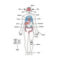 Male human anatomy body internal organs vector diagram Royalty Free Stock Photo