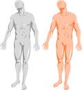 Male human anatomy front