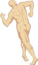 Male human anatomy rear