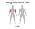 Male Human Body - Muscle map, Biceps Royalty Free Stock Photo