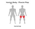 Male Human Body - Muscle map, Hamstrings. Royalty Free Stock Photo