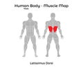 Male Human Body - Muscle map, Latissimus Dorsi Royalty Free Stock Photo