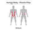 Male Human Body - Muscle map, Obliques Royalty Free Stock Photo