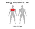 Male Human Body - Muscle map, Pectoralis Major Royalty Free Stock Photo