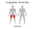 Male Human Body - Muscle map, Quadriceps