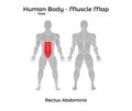 Male Human Body - Muscle map, Rectus Abdominis Royalty Free Stock Photo