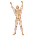 Male human body and skeleton. Royalty Free Stock Photo