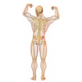 Male human body and skeleton. Royalty Free Stock Photo