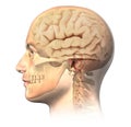 Male human head with skull and brain in ghost effect, side view.