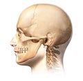Male human head with skull in ghost effect, side view.