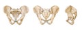 Male Human pelvis and sacrum bones posterior, anterior and lateral views isolated on white background 3D rendering illustration.