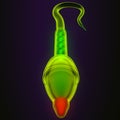 male human sperm anatomy .3d illustration