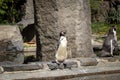 Male Humboldt penguin stands on the edge of a rock and is considering whether to jump into the water or not. Portrait of the