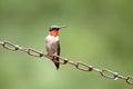 Male Hummingbird