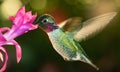Male hummingbird with colorful feather visiting the pink flower