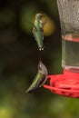 Hummingbird mating dance