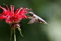 Male hummingbird feeding on a flower Royalty Free Stock Photo