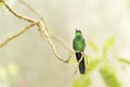 Male hummingbird Violet-capped woodnymph, Thalurania glaucopis