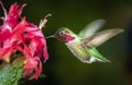Male hummingbird visits pink flowers with dark green background