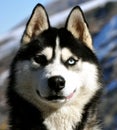 A male husky portrait Royalty Free Stock Photo