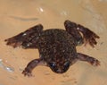 Western dwarf clawed frog male