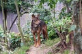 Male iberian wolf