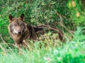 Iberian wolf Canis lupus signatus in the bushes Royalty Free Stock Photo