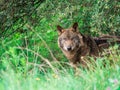 Iberian wolf Canis lupus signatus in the bushes