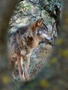 Male iberian wolf Canis lupus signatus hidden in the forest