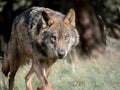 Male iberian wolf Canis lupus signatus stalking