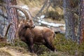 Male ibex