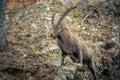 A male ibex in the Alps.