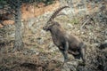 A male ibex in the Alps4.