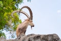 Male Ibex on a cliff showing side profile and full large horns and beard against blue sky