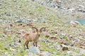 Male ibex grazes in a national park reserve in the mountains. Mountain goat grazes in the mountains. Close-up of an animal. Royalty Free Stock Photo
