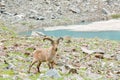 Male ibex grazes in a national park reserve in the mountains. Mountain goat grazes in the mountains. Close-up of an animal. Royalty Free Stock Photo