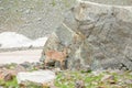 Male ibex grazes in a national park reserve in the mountains. Mountain goat grazes in the mountains. Close-up of an animal. Royalty Free Stock Photo