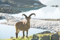 Male ibex grazes in a national park reserve in the mountains. Mountain goat grazes in the mountains. Close-up of an animal. Royalty Free Stock Photo