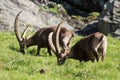 Male ibex (ibex goat)