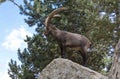 A male ibex on its rock