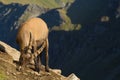 Male ibex on mountainside