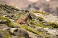 Male ibex in Sierra Nevada national park, granada, Spain