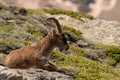 Male ibex in Sierra Nevada national park, granada, Spain