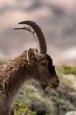 Male ibex in Sierra Nevada national park, granada, Spain