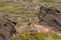 Male ibex in Sierra Nevada national park, granada, Spain