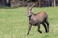 Male ibex walking in a pasture
