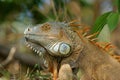 Male Iguana - Costa Rica