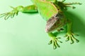 Male iguana over green background