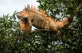A male iguana on a tree