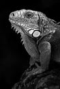 Portrait of Male Iguana
